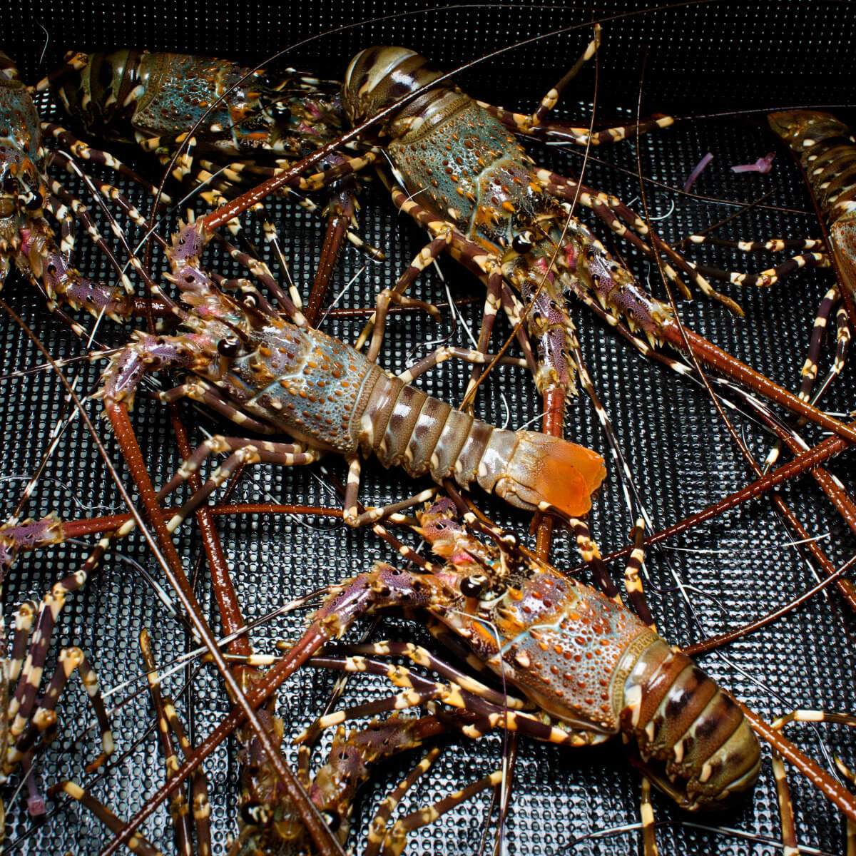 The influence of flesh ingredients format and krill meal on growth and