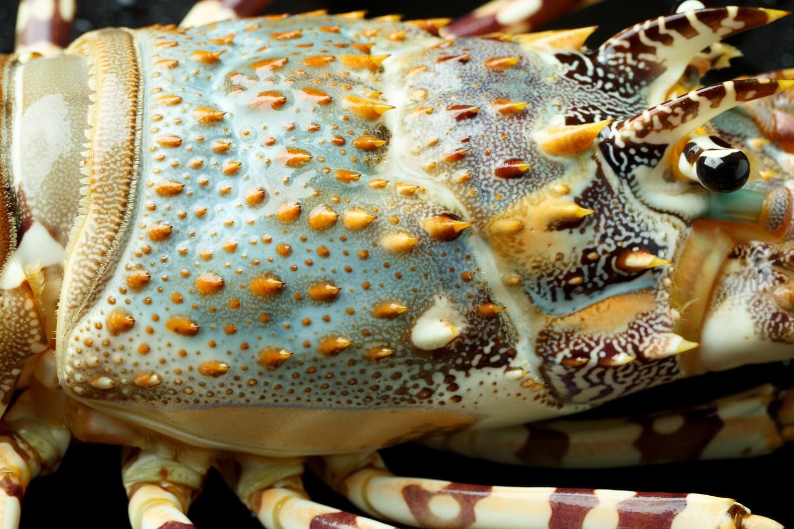 The Effect of Feed Frequency on Growth, Survival and Behaviour of