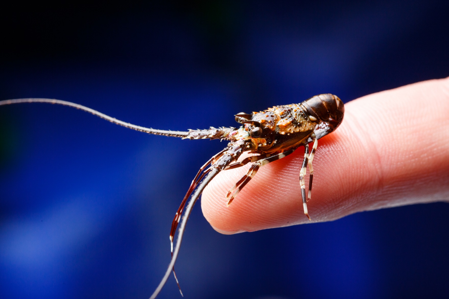 WORLD-LEADING AQUACULTURE BREAKTHROUGH TO TRANSFORM LOBSTER PRODUCTION ...