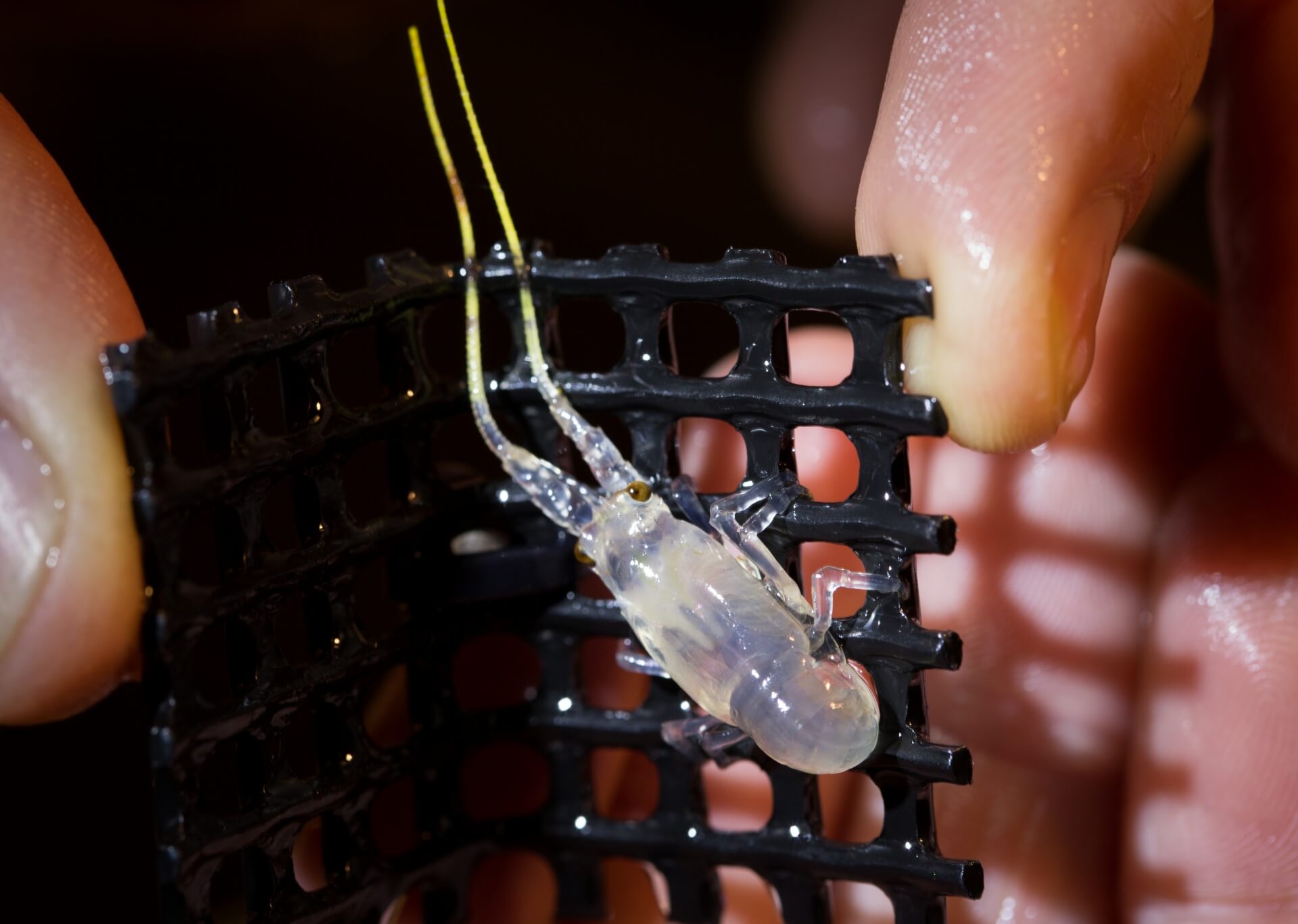 Bioenergetics of nutrient reserves and metabolism in spiny lobster
