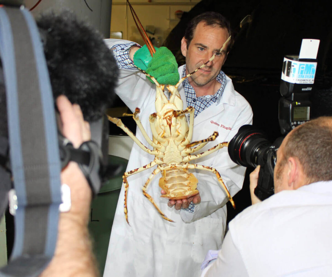 Dr Quinn Fitzgibbon with a tropical lobster