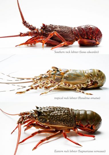 Do you know the differences between rock lobster species ...